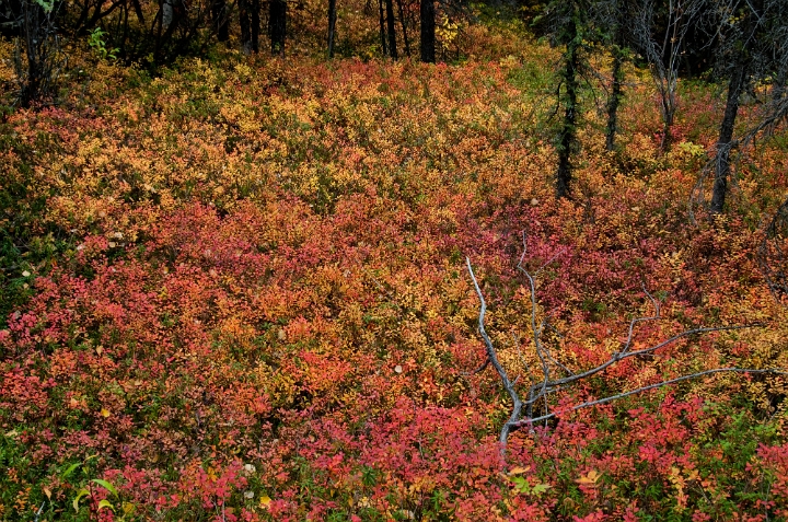 Rock Creek Trail  6000.jpg